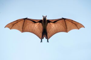 bat. Bat flying with sky backdrop