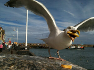 Feeding of Seagulls – Millom Park Areas