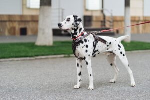 Dalmation on leash outside